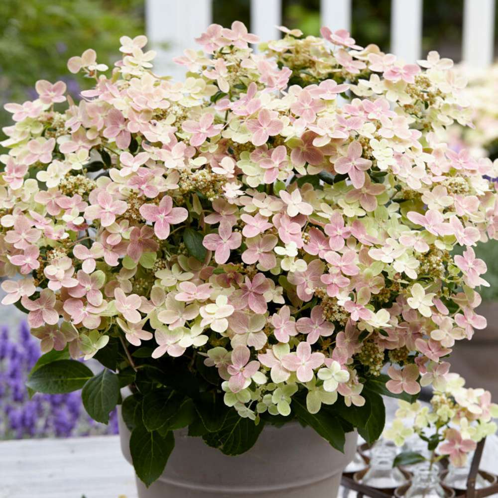 Hortensia 'Polestar'